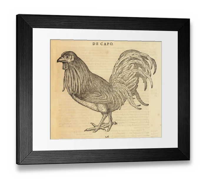 Framed Print : Rooster or cock, Gallus domestica Framed Print : Rooster or cock, Gallus domestica