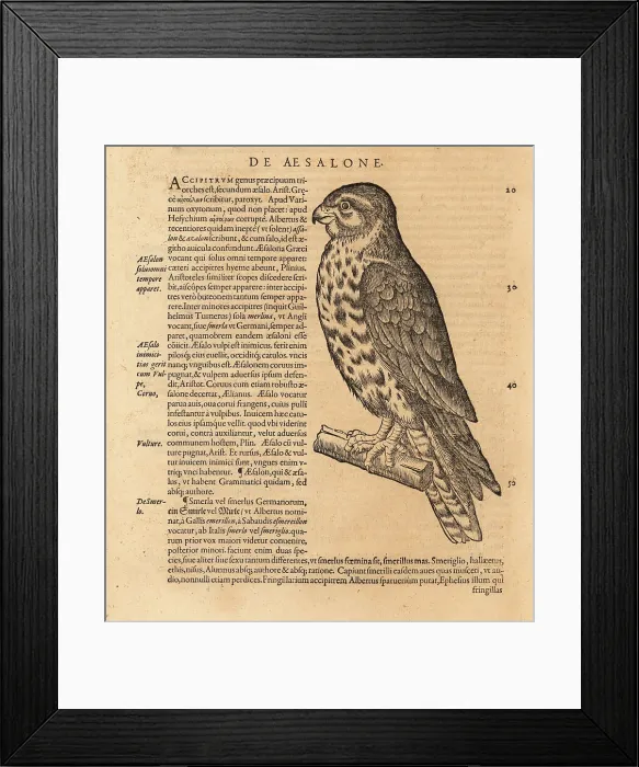 Framed Print : Merlin, Falco columbarius Framed Print : Merlin, Falco columbarius