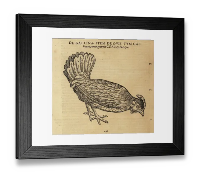 Framed Print : Chicken or hen, Gallus domestica Framed Print : Chicken or hen, Gallus domestica
