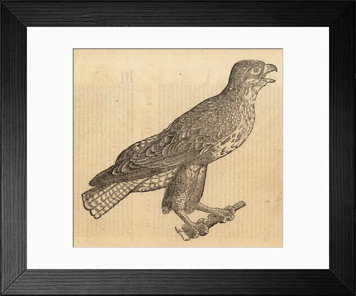 Framed Print : Common buzzard, Buteo buteo Framed Print : Common buzzard, Buteo buteo