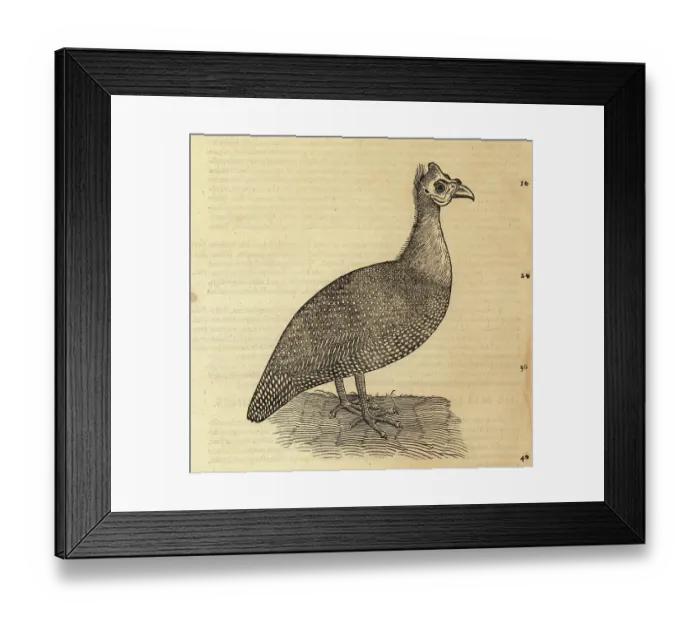 Framed Print : Guineafowl species, Numididae Framed Print : Guineafowl species, Numididae