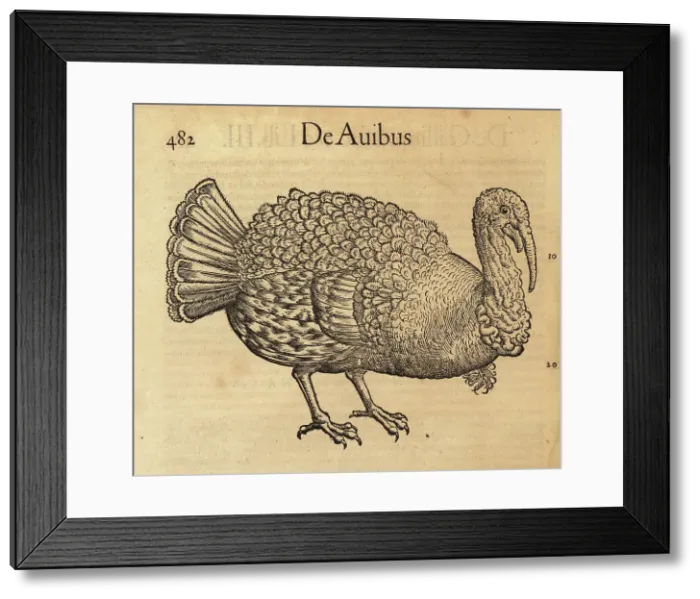 Framed Print : Wild turkey, Meleagris gallopavo Framed Print : Wild turkey, Meleagris gallopavo
