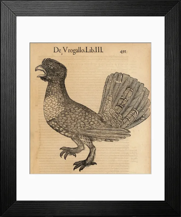 Framed Print : Western capercaillie, Tetrao urogallus Framed Print : Western capercaillie, Tetrao urogallus