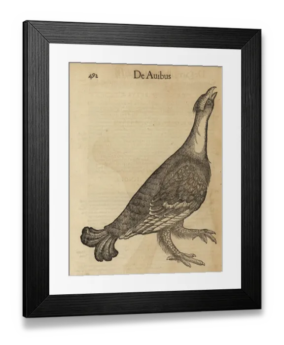 Framed Print : Species of grouse, possibly black grouse, Lyrurus tetrix, female Framed Print : Species of grouse, possibly black grouse, Lyrurus tetrix, female