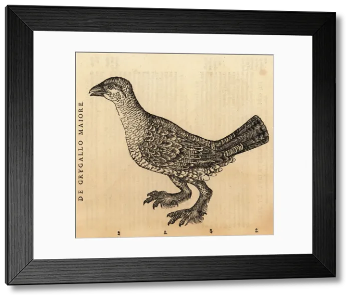 Framed Print : Western capercaillie, Tetrao urogallus, female Framed Print : Western capercaillie, Tetrao urogallus, female