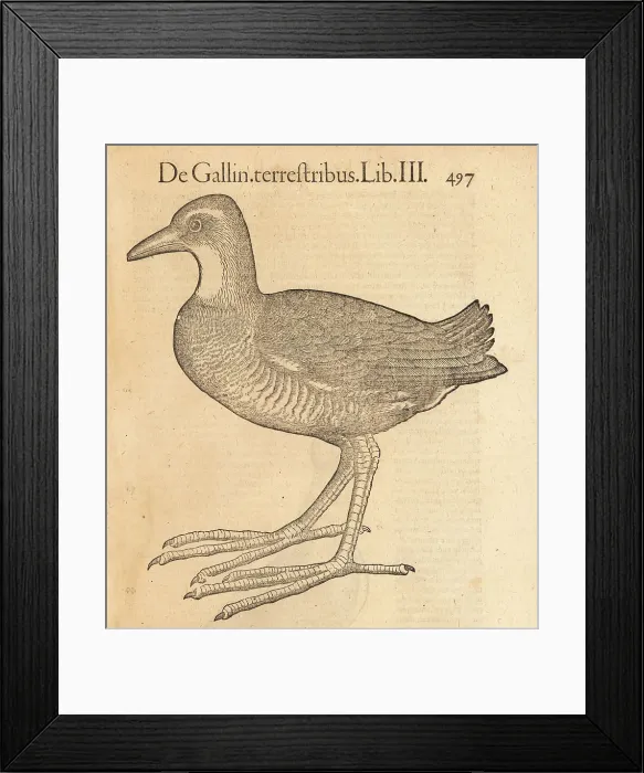 Framed Print : Species of moorhen, possibly the waterhen, Gallunula chloropus