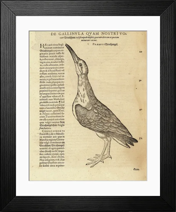 Framed Print : Eurasian curlew, Numenius arquata Framed Print : Eurasian curlew, Numenius arquata