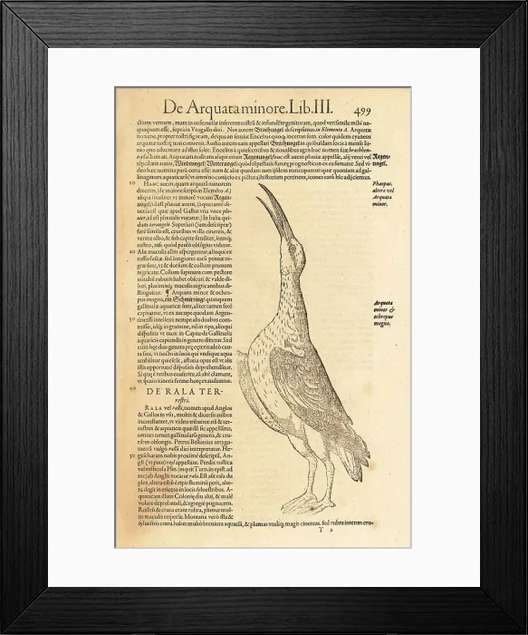 Framed Print : Eurasian curlew or common curlew, Numenius arquata Framed Print : Eurasian curlew or common curlew, Numenius arquata