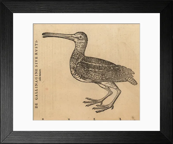 Framed Print : Species of snipe, Gallinago gallinago? Framed Print : Species of snipe, Gallinago gallinago?