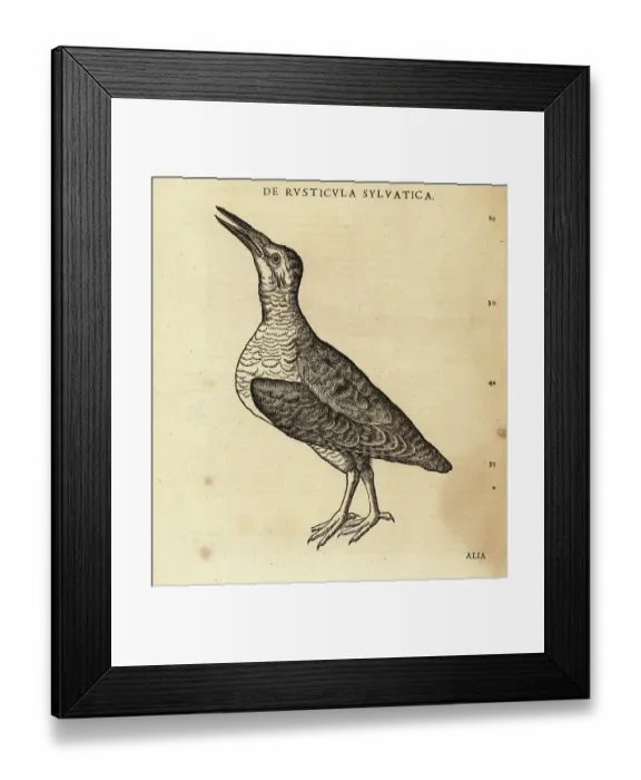 Framed Print : Unknown species of waterbird, sandpiper or knot Framed Print : Unknown species of waterbird, sandpiper or knot