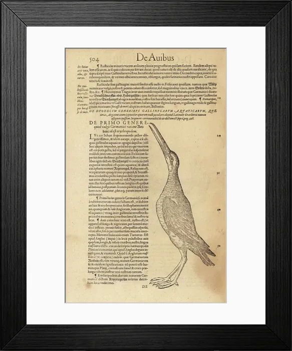 Framed Print : Common redshank, Tringa totanus Framed Print : Common redshank, Tringa totanus