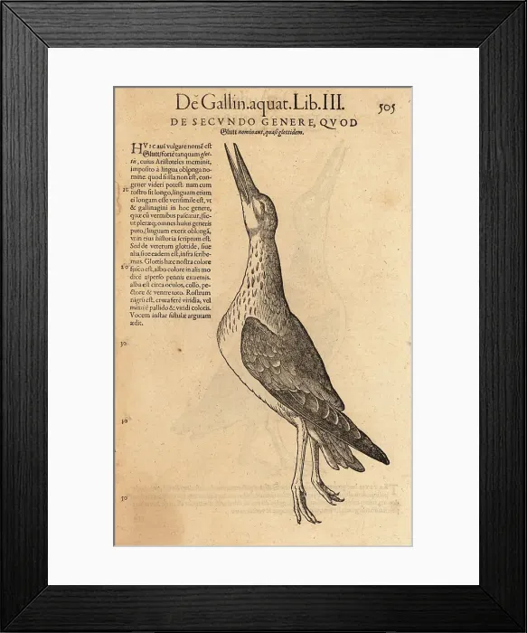 Framed Print : Common greenshank, Tringa nebularia Framed Print : Common greenshank, Tringa nebularia