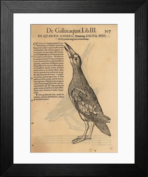 Framed Print : Green sandpiper, Tringa ochropus Framed Print : Green sandpiper, Tringa ochropus