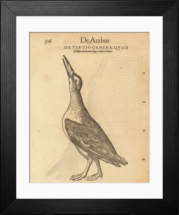 Framed Print : Unknown species of water hen Framed Print : Unknown species of water hen
