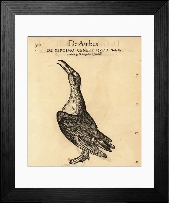 Framed Print : Common redshank, Tringa totanus Framed Print : Common redshank, Tringa totanus
