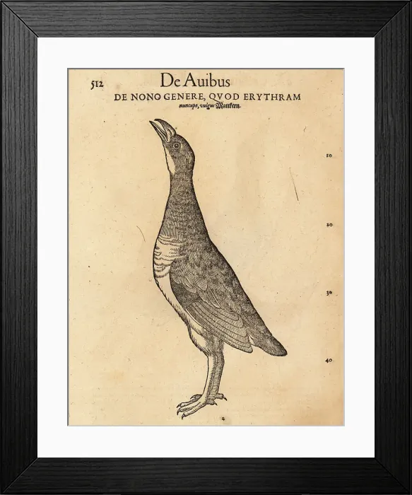 Framed Print : Species of rail, possibly the white-breasted waterhen, Amaurorni Framed Print : Species of rail, possibly the white-breasted waterhen, Amaurorni