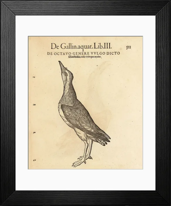 Framed Print : Green sandpiper, Tringa ochropus Framed Print : Green sandpiper, Tringa ochropus