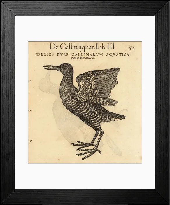 Framed Print : Water rail, Rallus aquaticus Framed Print : Water rail, Rallus aquaticus