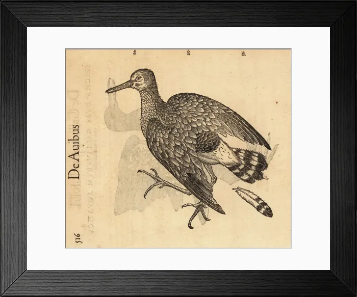 Framed Print : Species of water rail, Rallus aquaticus Framed Print : Species of water rail, Rallus aquaticus