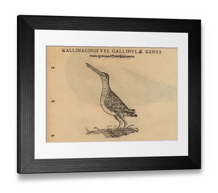 Framed Print : Species of godwit, Limosa limosa or Limosa lapponica Framed Print : Species of godwit, Limosa limosa or Limosa lapponica