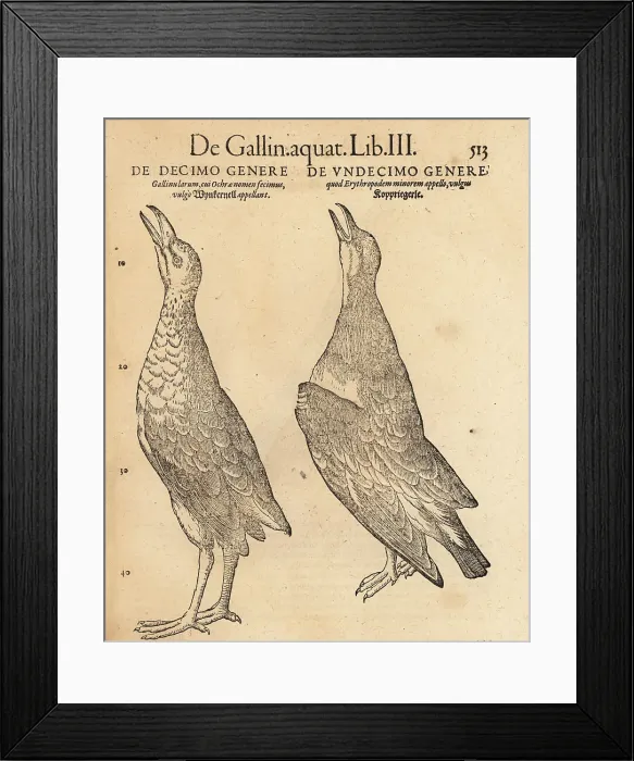 Framed Print : Moorhen and collared pratincole Framed Print : Moorhen and collared pratincole