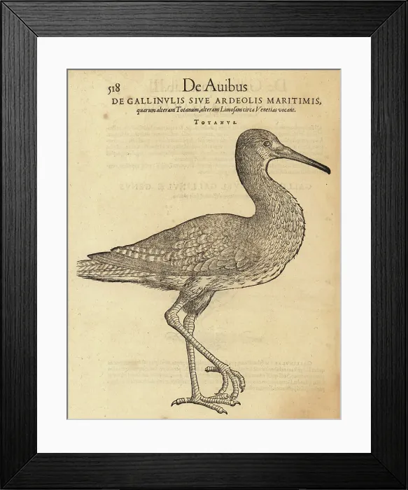 Framed Print : Common redshank, Tringa totanus Framed Print : Common redshank, Tringa totanus