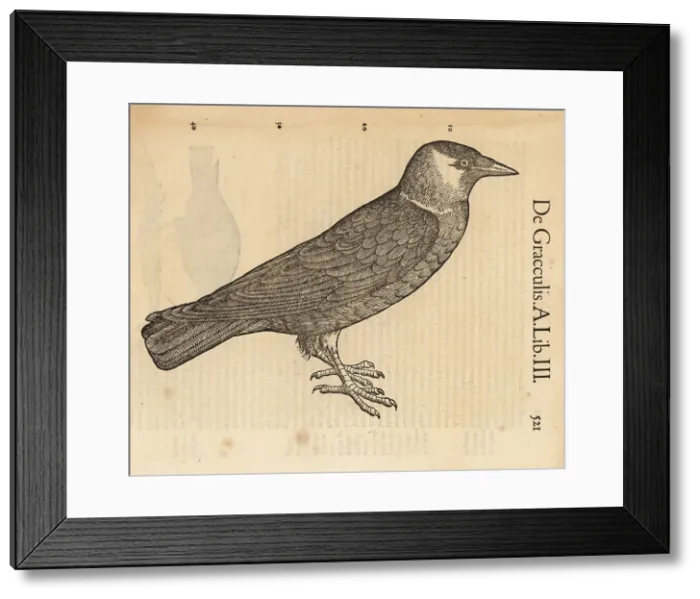 Framed Print : Common grackle, Quiscalus quiscula Framed Print : Common grackle, Quiscalus quiscula