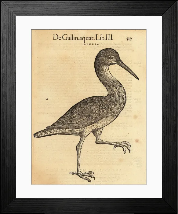 Framed Print : Species of godwit, Limosa species Framed Print : Species of godwit, Limosa species