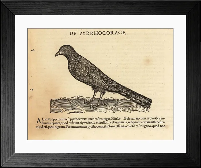 Framed Print : Alpine chough or yellow-billed chough, Pyrrhocorax graculus Framed Print : Alpine chough or yellow-billed chough, Pyrrhocorax graculus