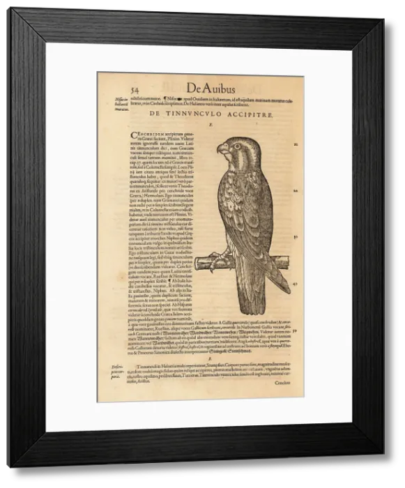 Framed Print : Common kestrel, Falco tinnunculus Framed Print : Common kestrel, Falco tinnunculus