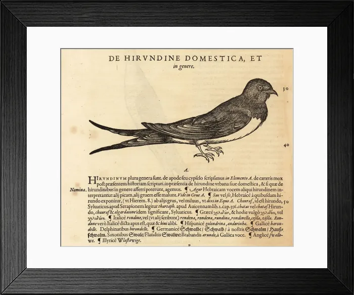 Framed Print : House martin, Delichon urbicum Framed Print : House martin, Delichon urbicum