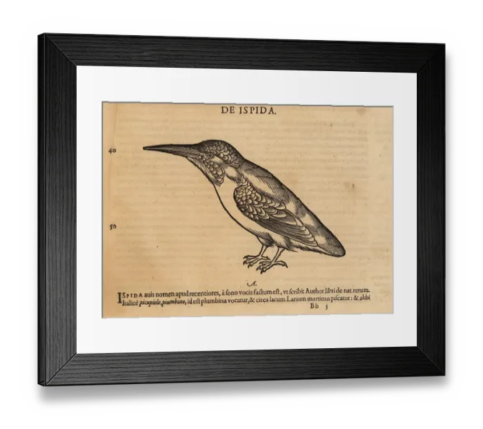 Framed Print : Common kingfisher, Alcedo atthis ispida Framed Print : Common kingfisher, Alcedo atthis ispida