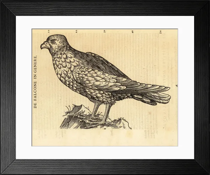 Framed Print : Species of falcon, kestrel or hobby Framed Print : Species of falcon, kestrel or hobby