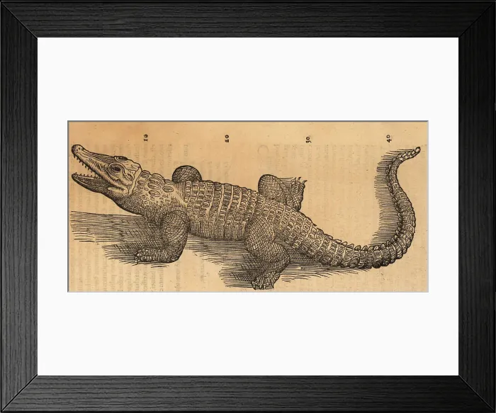 Framed Print : Nile crocodile or African crocodile, Crocodilum aegyptus Framed Print : Nile crocodile or African crocodile, Crocodilum aegyptus