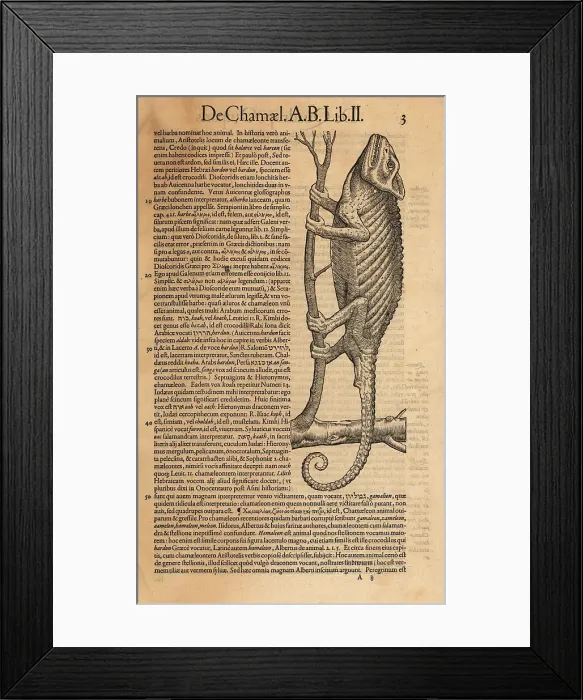 Framed Print : Common chameleon, Chamaeleo chamaeleon Framed Print : Common chameleon, Chamaeleo chamaeleon