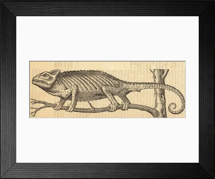 Framed Print : Common chameleon, Chamaeleo chamaeleon Framed Print : Common chameleon, Chamaeleo chamaeleon