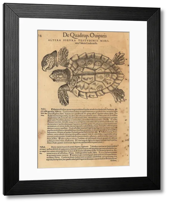 Framed Print : Sea turtle, possibly the endangered green sea turtle Framed Print : Sea turtle, possibly the endangered green sea turtle