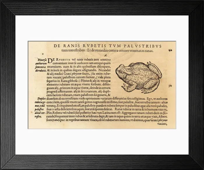 Framed Print : Species of toad, possibly the common toad Framed Print : Species of toad, possibly the common toad