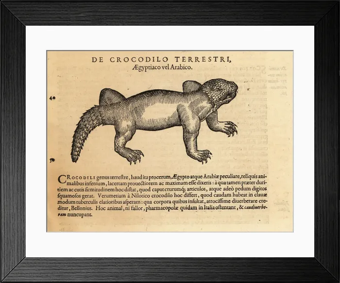Framed Print : Crocodile species, possibly the mugger crocodile Framed Print : Crocodile species, possibly the mugger crocodile