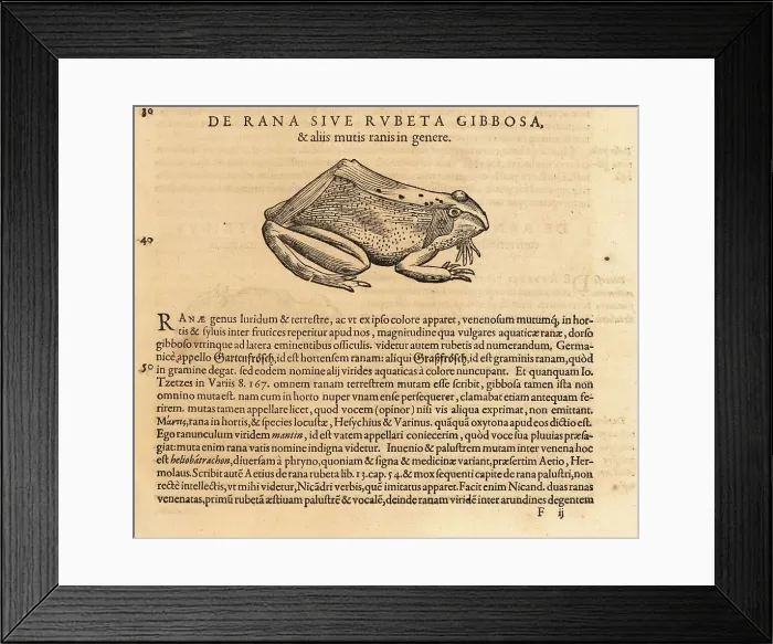 Framed Print : Common frog or green frog, Rana temporaria Framed Print : Common frog or green frog, Rana temporaria