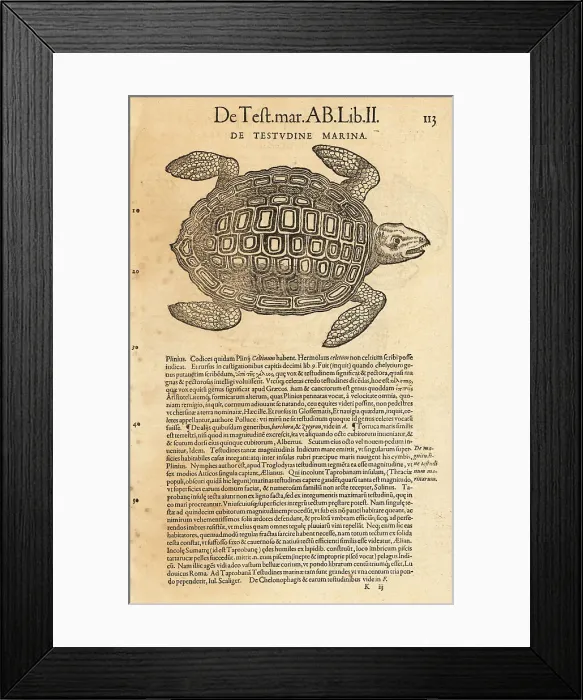 Framed Print : Sea turtle, possibly the loggerhead sea turtle Framed Print : Sea turtle, possibly the loggerhead sea turtle