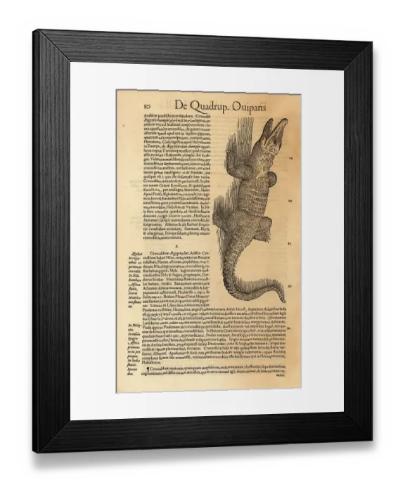 Framed Print : Nile crocodile or African crocodile, Crocodilum aegyptus Framed Print : Nile crocodile or African crocodile, Crocodilum aegyptus