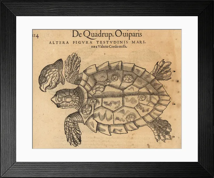 Framed Print : Species of sea turtle, possibly the endangered green sea turtle Framed Print : Species of sea turtle, possibly the endangered green sea turtle