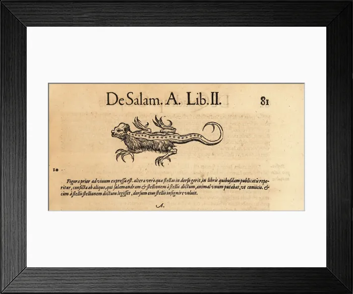 Framed Print : Species of mythical salamander Framed Print : Species of mythical salamander