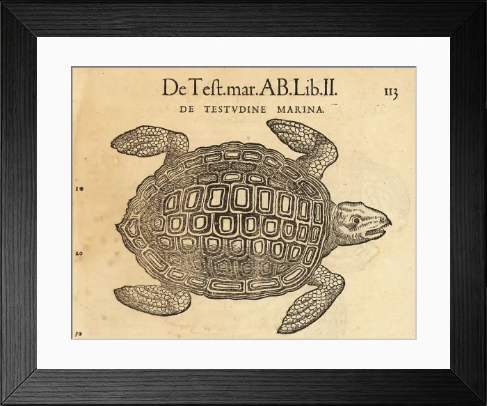 Framed Print : Sea turtle, possibly the loggerhead sea turtle Framed Print : Sea turtle, possibly the loggerhead sea turtle