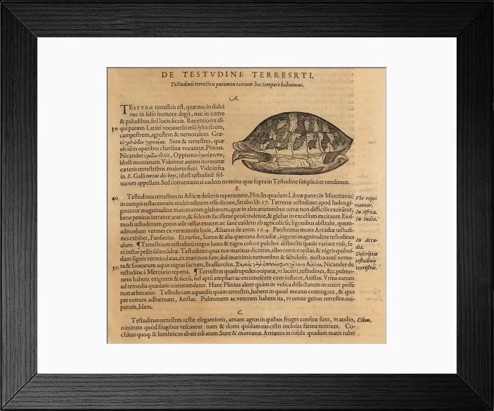 Framed Print : Species of tortoise, possibly the Greek tortoise Framed Print : Species of tortoise, possibly the Greek tortoise