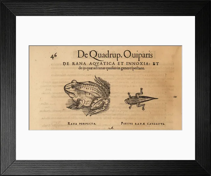 Framed Print : Common frog, Rana temporaria, and tadpole with tail Framed Print : Common frog, Rana temporaria, and tadpole with tail
