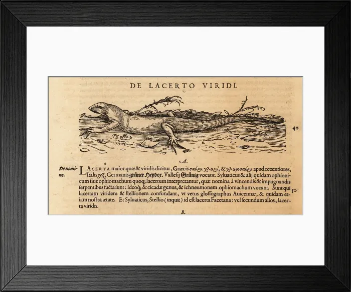 Framed Print : European green lizard, Lacerta viridis Framed Print : European green lizard, Lacerta viridis
