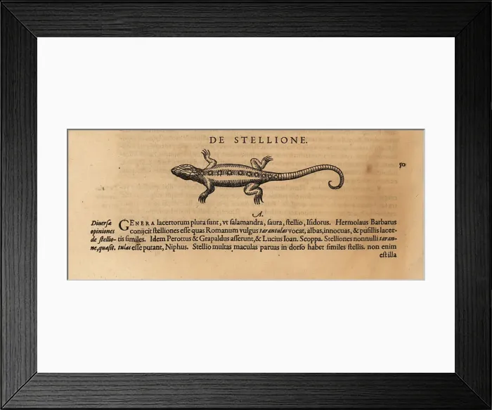 Framed Print : Species of lizard, possibly the starred agama Framed Print : Species of lizard, possibly the starred agama