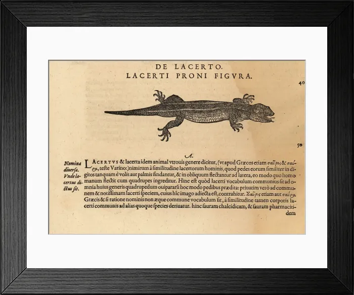 Framed Print : Species of lizard Framed Print : Species of lizard